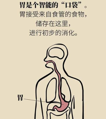 无痛胃镜需要插管吗